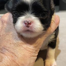 Chihuahua, Companion Cross, and Pomeranian Puppies from Heartland Pomeranians and Chihuahuas