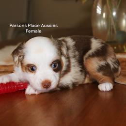 Fluffy Toy - Red merle female Toy Australian Shepherd puppy in Chandler, Oklahoma from Parsons Place Aussies