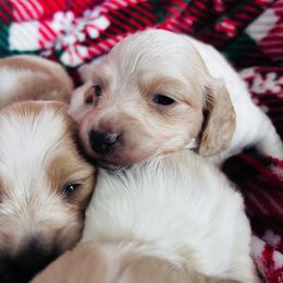 Boy 3 - Piebald male Dachshund puppy in Delphos, Ohio from Elo’s Doxies and Doxiepoos