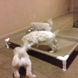 Poodle Puppies from Bonnie Weyrauch