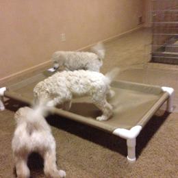 Poodle Puppies from Bonnie Weyrauch