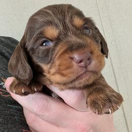 Rocky - Chocolate and tan male Dachshund puppy in Marshall, Texas from Wilson's Kennels