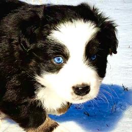 BRUSHY CREEKS RAMBLER - Black tri-color female Australian Shepherd puppy in Red Oak, Texas from Brushy Creek Aussies & Mini Aussies