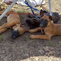 Belgian Malinois Puppies from S & S Kennel