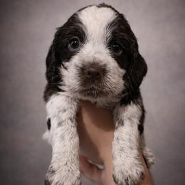Raspberry - Liver white and roan female English Springer Spaniel puppy in Florida from Thunderbird Springers