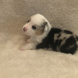 American Corgi and Pembroke Welsh Corgi Puppies from Red White & Bluie Corgi