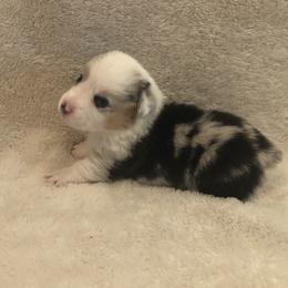 American Corgi and Pembroke Welsh Corgi Puppies from Red White & Bluie Corgi