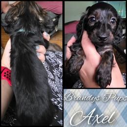 Light blue collar - Brindle male Dachshund puppy in Lake View, Alabama from Brandys Pups