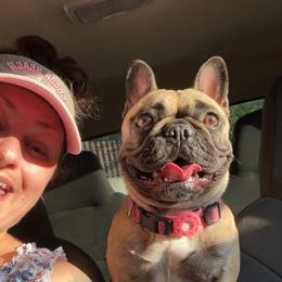 Sadie - French Bulldog