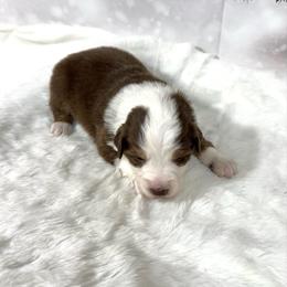 Trinket - Red & white female Australian Shepherd puppy in Vail, Iowa from Homegrown Huskies