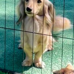Tilly - Dachshund