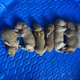 Goldendoodle Puppies from Tillie’s House of Doodles