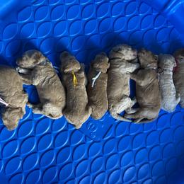 Goldendoodle Puppies from Tillie’s House of Doodles