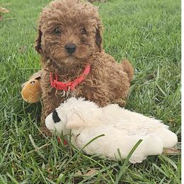 Marisol - Red  female Poodle puppy in Queens, New York from Pawfect Soul Puppies