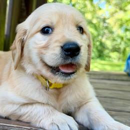 Chloe - Light golden female Golden Retriever puppy in Doniphan, Missouri from Stockford’s Golden Retrievers