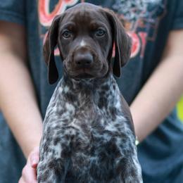 Boy 2 - Liver and white male German Shorthaired Pointer puppy in Fowlerville, Michigan from RED Clay Dogs