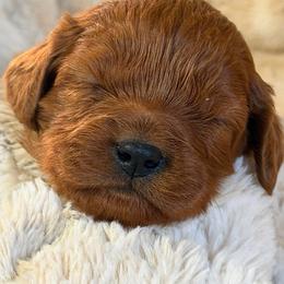 Boy 1 - Red male Cavapoo puppy in Haleyville, Alabama from Susan’s Prefurred Doodles