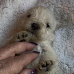 Gracie - Wheaten female Miniature Schnauzer puppy in Hull, Georgia from Ardent Miniature Schnauzers of Athens