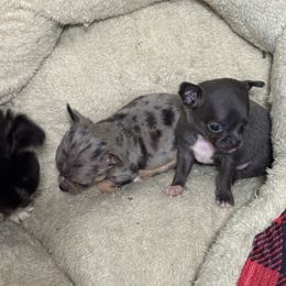 Jax - Blue male Chihuahua puppy in Breese, Illinois from Casey's Chihuahuas and mini Dachshunds