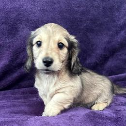 Shaggy - Cream male Dachshund puppy in Memphis, Tennessee from River City Doxies