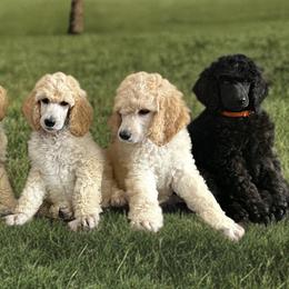Poodle Puppies from GYCAM STANDARD POODLE