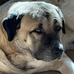 Rocky - Anatolian Shepherd Dog