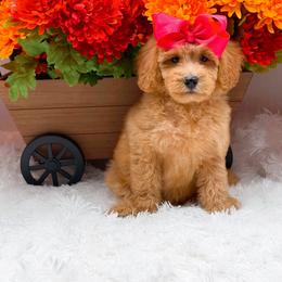 Haven - Apricot female Goldendoodle puppy in Statesville, North Carolina from Doodle Babies