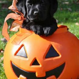 Labrador Retrievers from Cedarmarsh Labradors