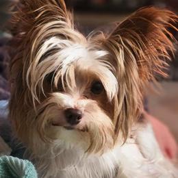 Mia - Yorkshire Terrier