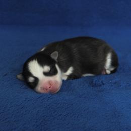 Garnet - Black and white male Pomsky puppy in Clarkston, Utah from Red Rock Ranch Breeders