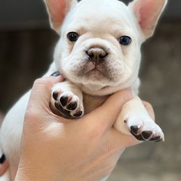 French Bulldog Puppies from Phillips Family Frenchies