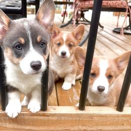 Pembroke Welsh Corgi Puppies from Corgitown