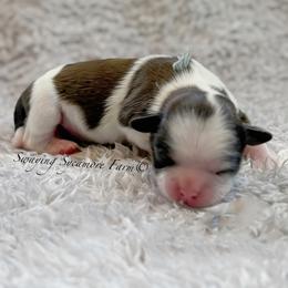 Tri-Color Male - Light Blue - Tricolor male Shih Tzu puppy in Crawfordsville, Indiana from Swaying Sycamore Farm