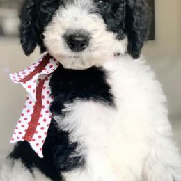 Goldendoodles from BaySprings Doodles