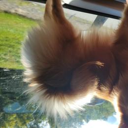 Princess - Pomeranian