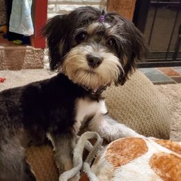 Bouvier des Flandres and Havanese from Beulah Bouviers and Havanese