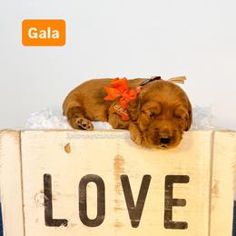 Gala - Red  male Goldendoodle puppy in West Haven, Utah from Split Mountain Doodles