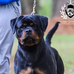Grace - Rottweiler