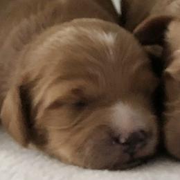 Female 2 - Red  female Goldendoodle puppy in Fredericksburg, Ohio from Timshell Farm Specialty Crossbreed Puppies