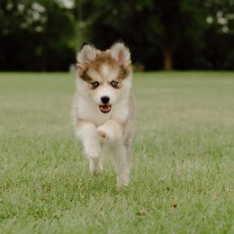 Pomsky Puppies from Mini Pomsky Puppies