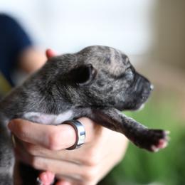 Tiger - Fawn brindle male Whippet puppy in Gentry, Arkansas from Mardel Robeson of Mulberry Hollow Whippets