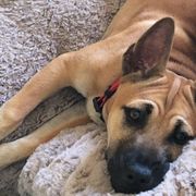 Vietnamese Phu Quoc Ridgebacks from TSUNAMI  PHU QUOC VIETNAMESE PUPPY DOG