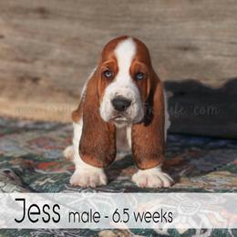 Jess - Black white and brown male Basset Hound puppy in Jefferson City, Missouri from Triple Hill Farm