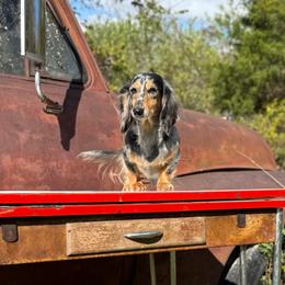 Moomoo - Dachshund