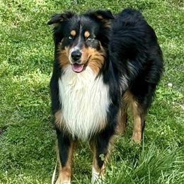 Australian Shepherds from One Tribe Aussies