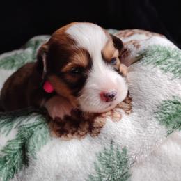 Pink collar - White and fawn female Pembroke Welsh Corgi puppy in Yelm, Washington from Tolbolton Creek Corgis