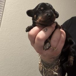 Harry - Black and tan male Dachshund puppy in Converse, Texas from JP's South Texas Dachshunds