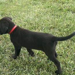 Dora-purple collar - Black Labrador Retriever puppy in Springfield, Missouri from Kellner Labradors