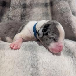 Blue Collar Mantle Merle Male - Mantle merle male Great Dane puppy in Brooksville, Florida from Follow My Lead Great Danes