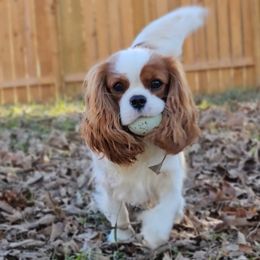 Cavalier King Charles Spaniels from Kalon Cavaliers